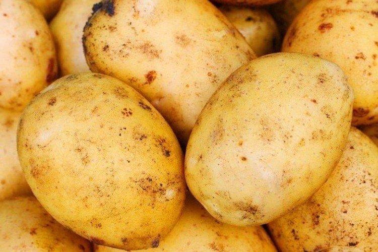 Adretta - Les meilleures variétés de pommes de terre pour la Sibérie
