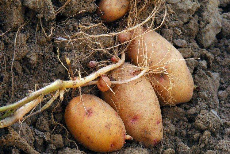 Lapot - Variétés russes de pommes de terre