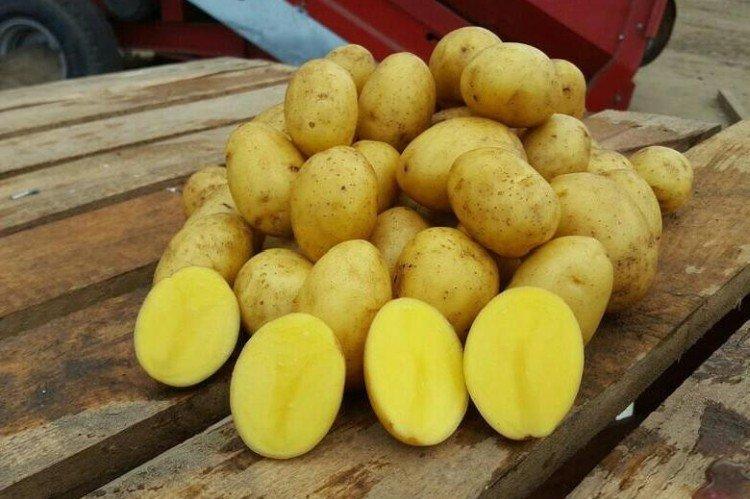 Queen Anne - Variétés de pommes de terre allemandes