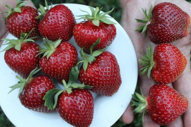 Malvina - Variétés tardives de fraises pour la région de Moscou