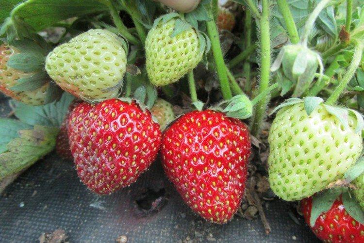 Tago - Variétés tardives de fraises pour la région de Moscou