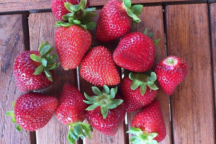 Monterey - Variétés de fraises restantes pour la région de Moscou