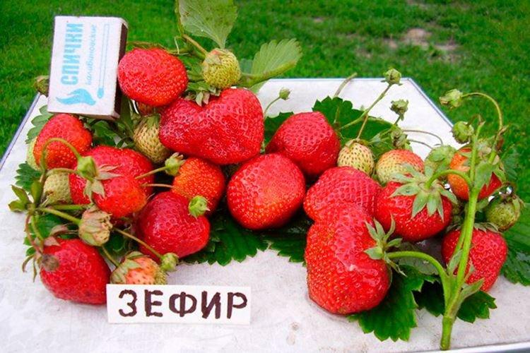 Variété précoce de fraise Guimauve