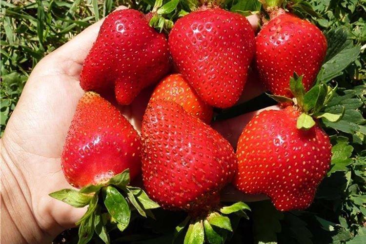 Fraise précoce d'Alba