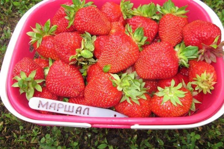 Marshal à la fraise à gros fruits