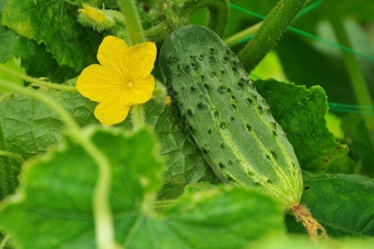 Altai early - Variétés précoces de concombres pour la région de Moscou