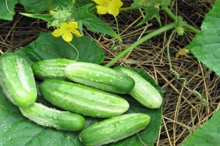 Concurrent - Variétés précoces de concombres pour la région de Moscou