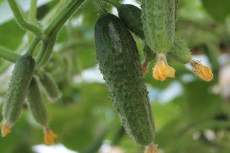 Soirées de Moscou - Variétés précoces de concombres pour la région de Moscou