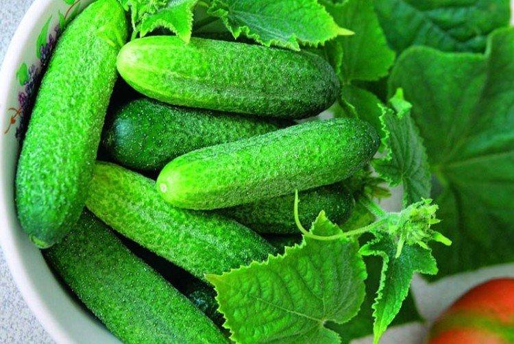 Connie - Premières variétés de concombres pour la région de Moscou