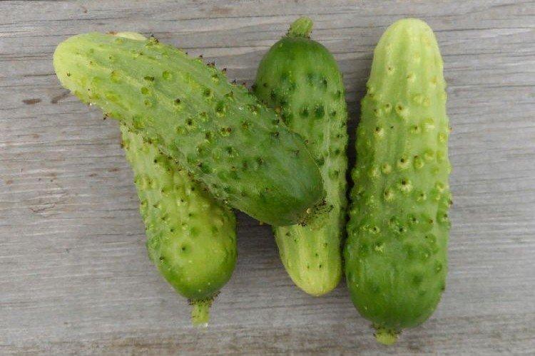 Droplet - Variétés tardives de concombres pour la région de Moscou