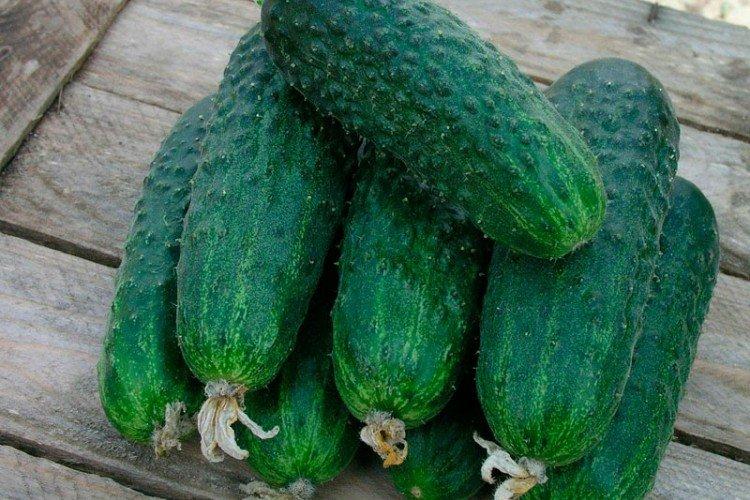 Irrésistible - Variétés tardives de concombres pour la région de Moscou