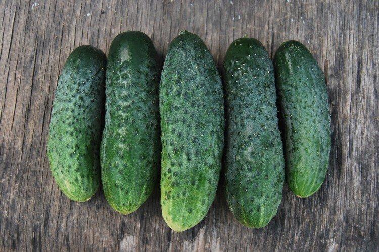 Phoenix - Variétés tardives de concombres pour la région de Moscou