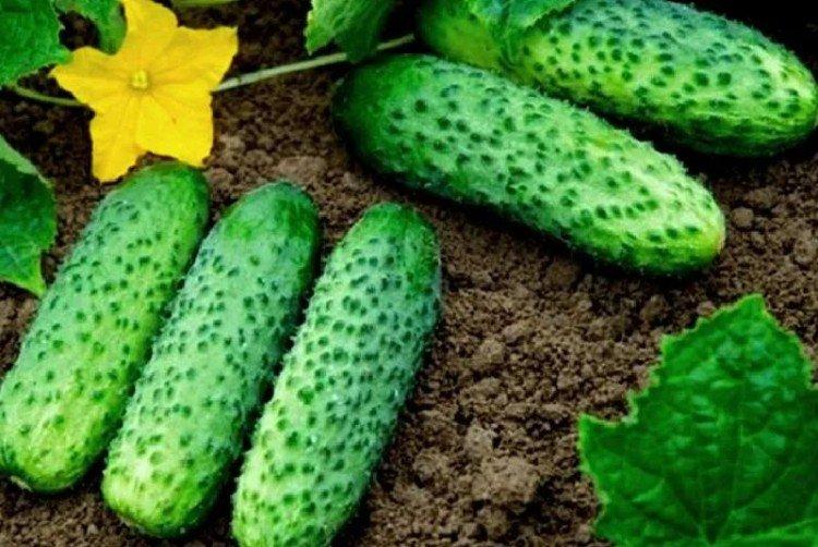 Masha - Les meilleures variétés de concombres pour serres de la région de Moscou