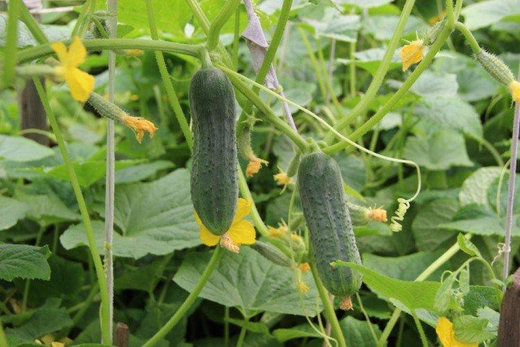Graceful - Les meilleures variétés de concombres pour serres de la région de Moscou