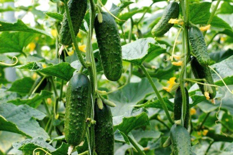 Ant - Les meilleures variétés de concombres en pleine terre dans la région de Moscou