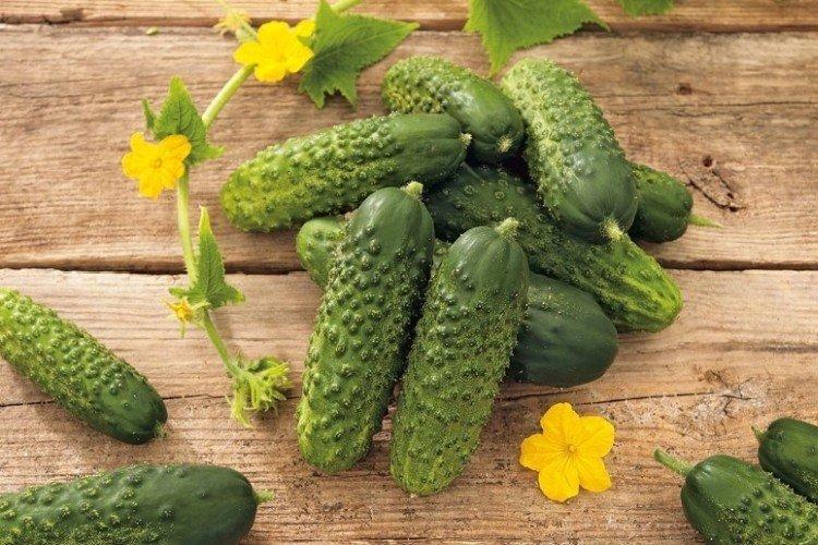 Suomi - Variétés de concombre de serre en polycarbonate