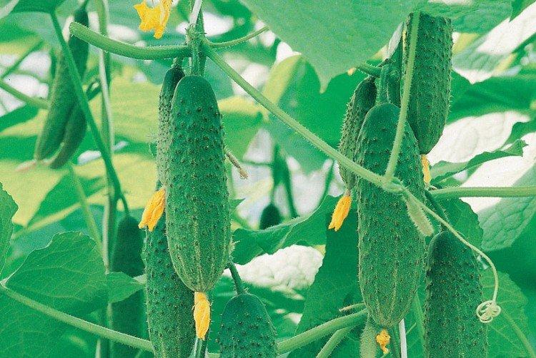 Guépard - Variétés de concombre de serre en polycarbonate