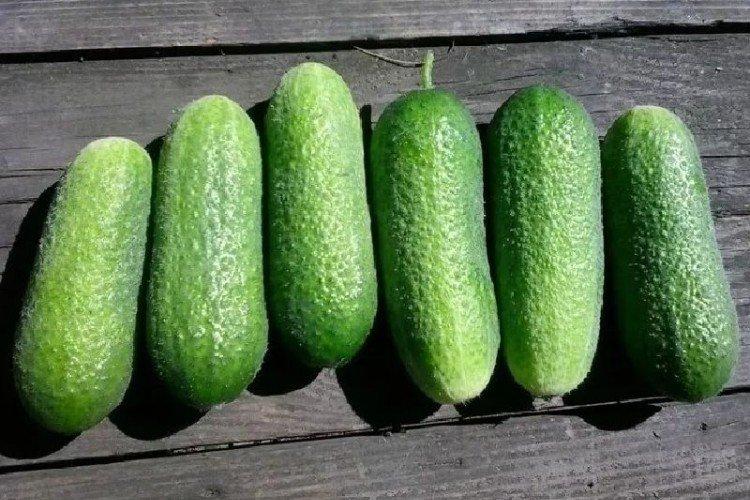 Adam - Variétés de concombre pour serres et serres à film