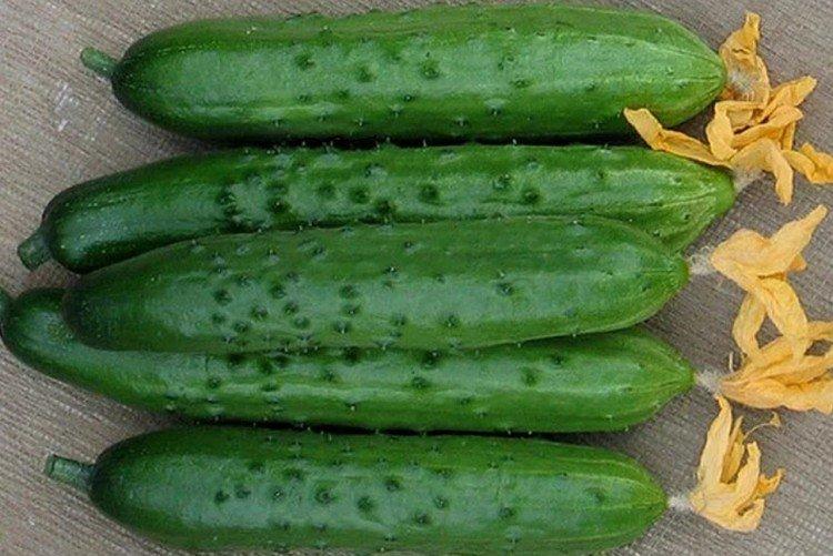 Zozulya - Variétés de concombres pour serres et serres à film