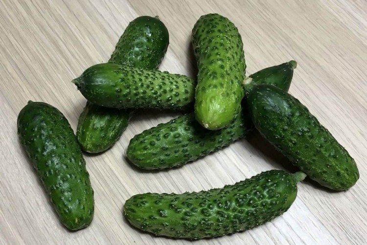 Chair de poule - Variétés de concombre de serre les plus productives