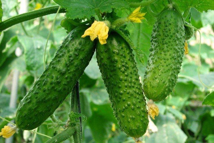 Alex Gherkins - Variétés de concombre de serre les plus productives