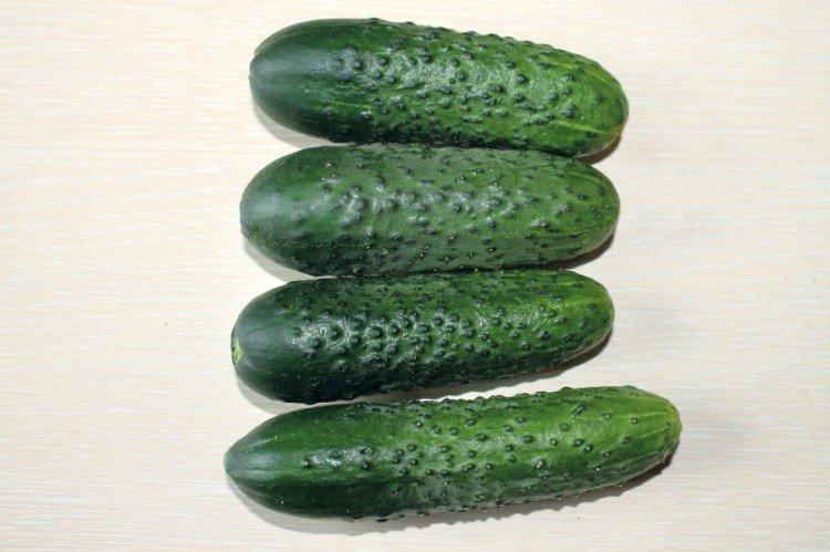 Makar - Variétés de serre de concombres pour la culture automne-hiver