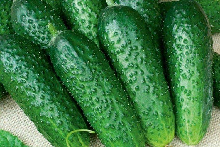 Danila - Variétés de concombres de serre pour la culture automne-hiver