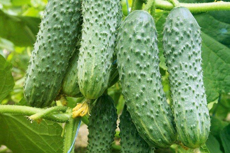 Orpheus - Variétés de concombre de serre entièrement autogames