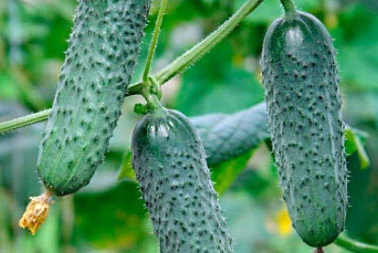 Matilda - Variétés de concombre de serre entièrement autogames