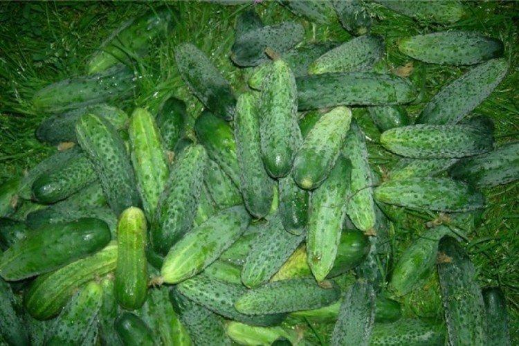 Zyatek - Variétés de concombre de serre entièrement autogames