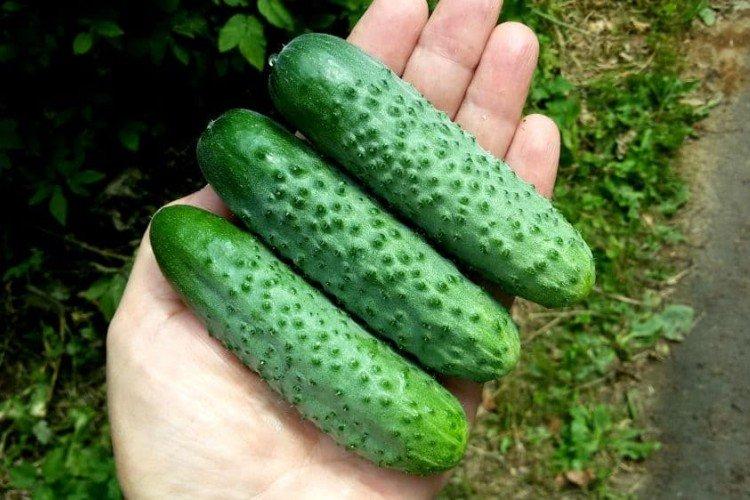 Herman - Variétés populaires de concombres pour serres