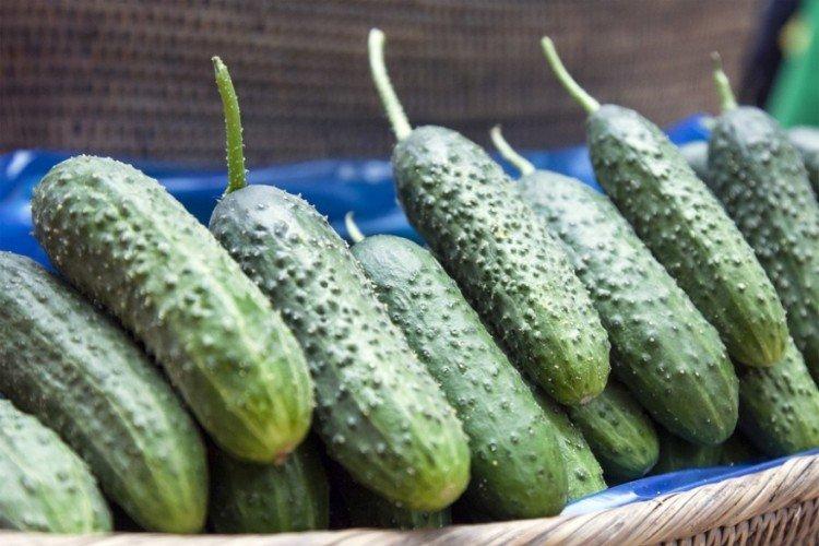 Emerald - Les meilleures variétés de concombres pour serres de la région de Moscou