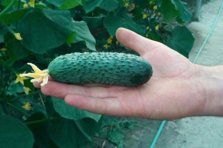 Maisky - Variétés précoces de concombres