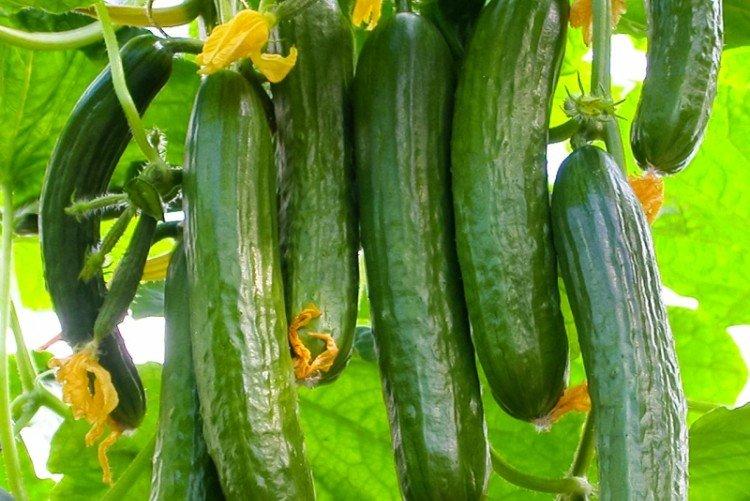 Picas - Variétés de concombre de mi-saison