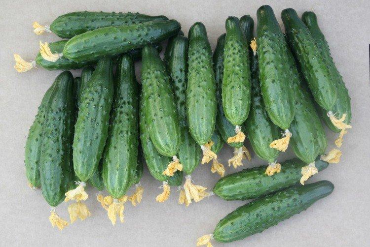 Athlète - Variétés de concombre de mi-saison