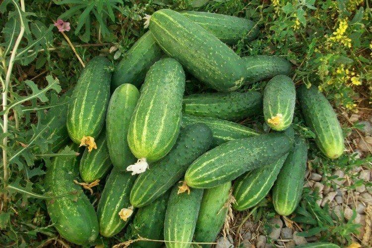 Verseau - Variétés tardives de concombres