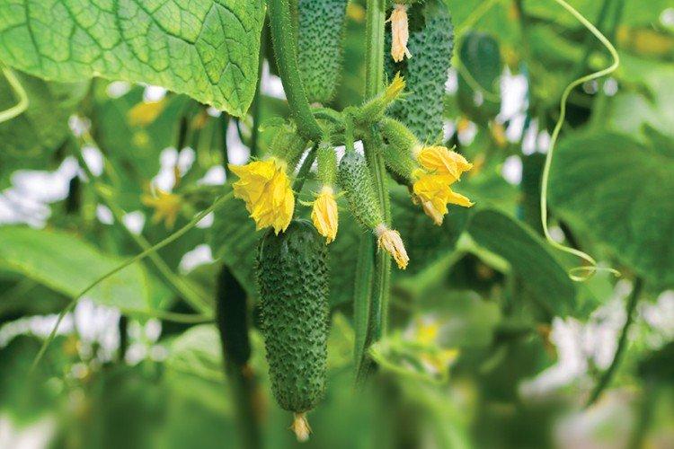 Arctic - Les meilleures variétés de concombres pour serres