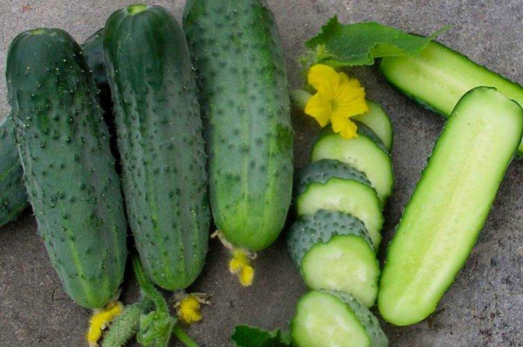 Aristocrat - Les meilleures variétés de concombres pour serres