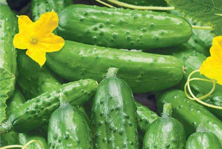 Printemps - Les meilleures variétés de concombres en pleine terre