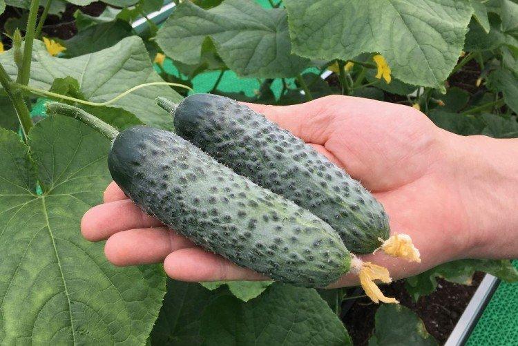 Paratunka - Les meilleures variétés de concombres en pleine terre