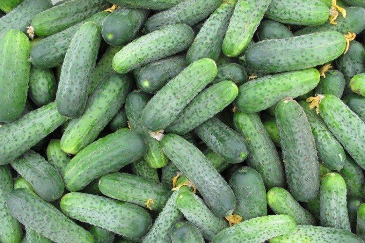 Sparta - Variétés de concombre les plus productives