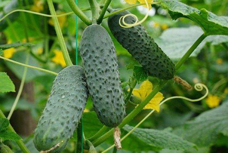 Meringue - Cultivars de concombre autogames ou parthénocarpiques