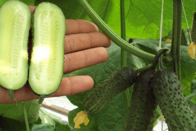 Masha - Les meilleures variétés de concombres pour la région de Moscou