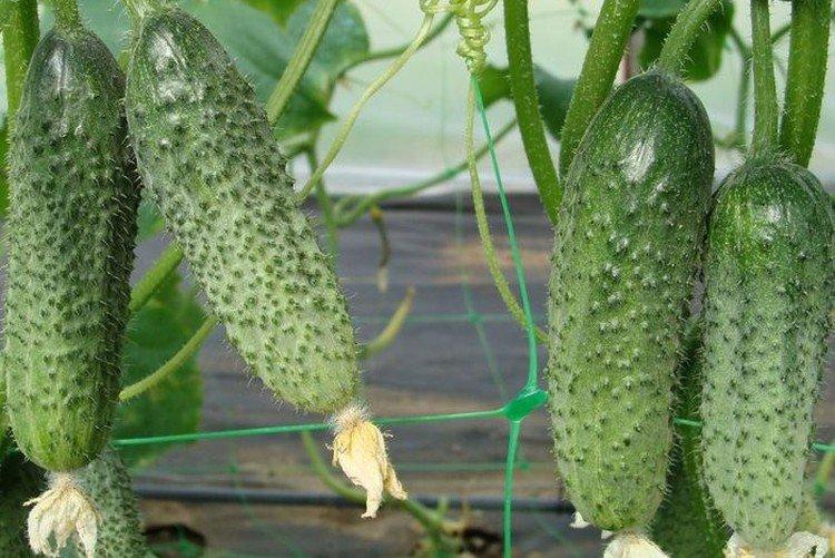 Buratino - Les meilleures variétés de concombres pour l'Oural et la Sibérie