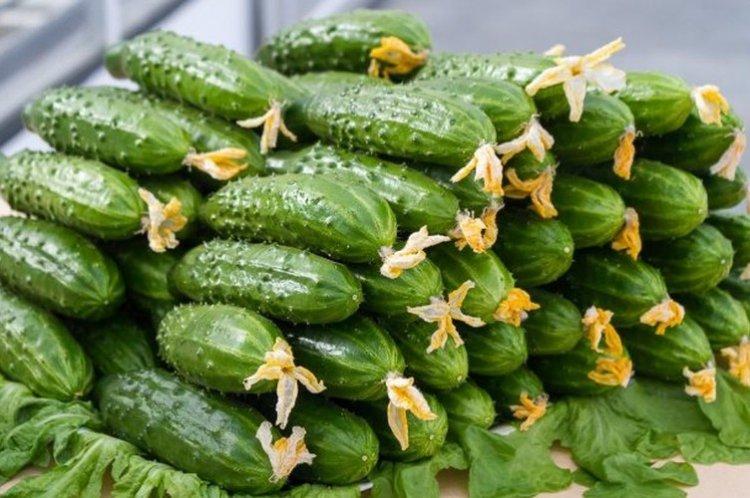 White Night - Les meilleures variétés de concombres de la région de Léningrad