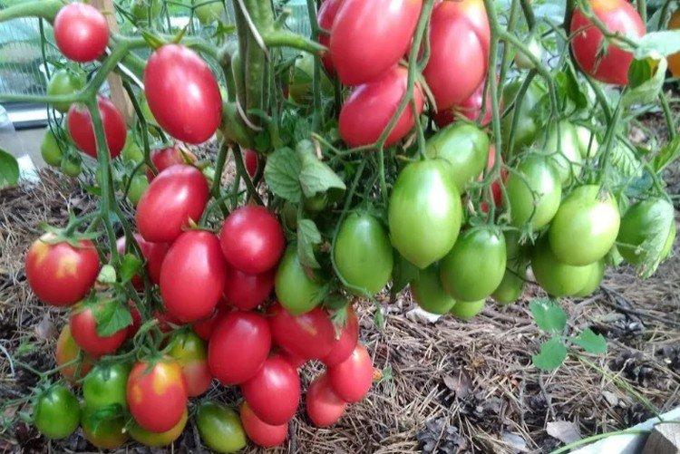 Raisins secs - Variétés de tomates cerises pour serres