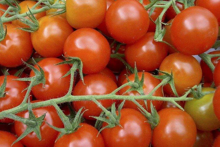 Thumbelina - Variétés de tomates cerises pour serres