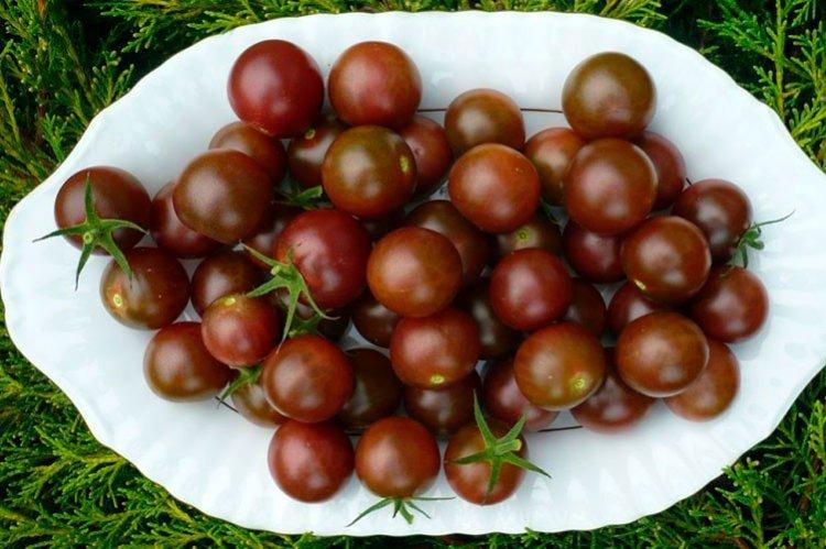 Cerise noire - Variétés de tomates cerises en pleine terre