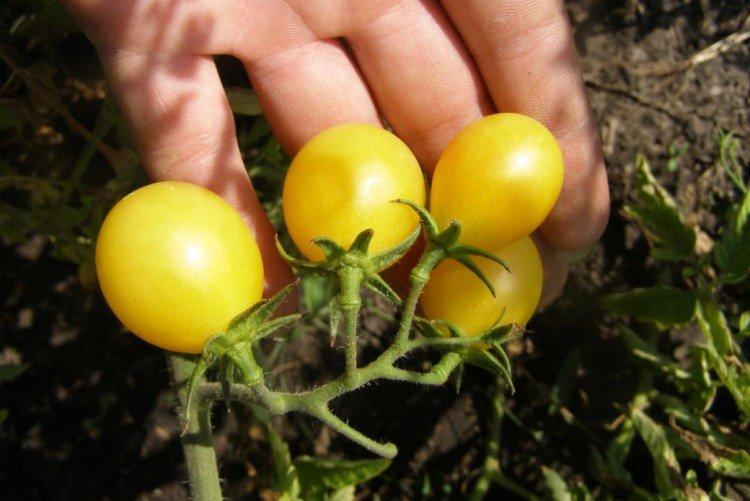 Gold Placer - Les variétés de tomates cerises au rendement le plus élevé