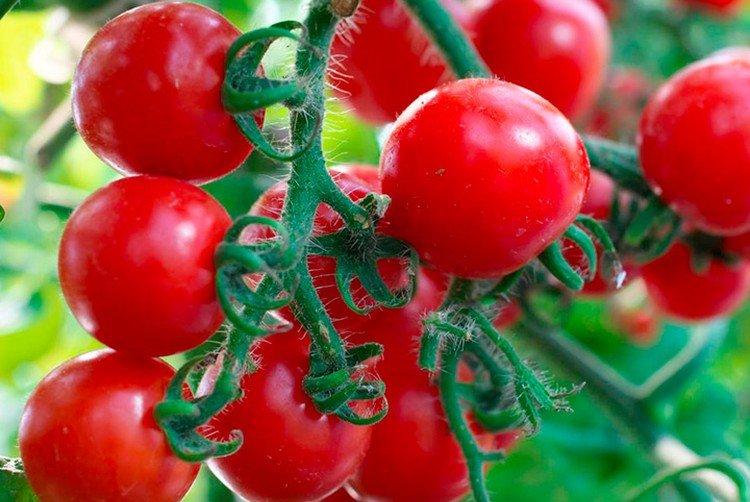 Minibel - Variétés populaires de tomates cerises pour le rebord de la fenêtre